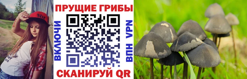 Галлюциногенные грибы прущие грибы  даркнет сайт  Бабаево 